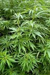 Cannabis Sativa "Regierung auf Drogen"